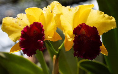 Orchid flower in orchid garden at winter or spring day.