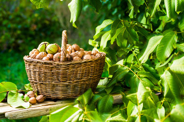 basket of walnuts in the garden near the tree