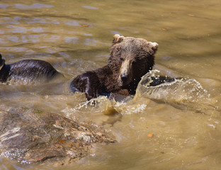 Braunbär nimmt ein Bad