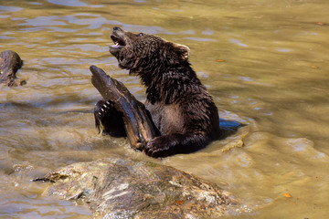 Obraz premium Bär spielt im Wasser mit einem Stück Holz