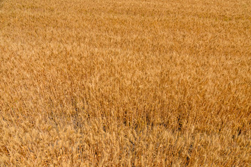 Background of the ripe yellow wheat. Agricultural concept