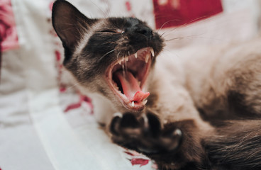 A beautiful, brown and blue-eyed Siamese cat yawns close-up and opens its mouth after sleep, showing teeth. Sleep home favorite animal. Cat habits.