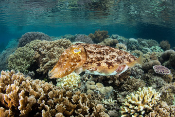 Naklejka na ściany i meble A female Broadclub cuttlefish, Sepia latimanus, prepares to lay eggs in a coral colony on a reef in Raja Ampat, Indonesia.