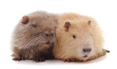 Two beautiful nutria.