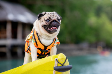 Happy dog pug breed wearing life jacket and standing on kayak feeling so happiness and fun...