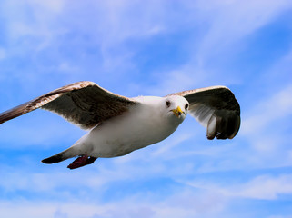 Seabird in flight against a whispy white cloud and blue sky background.