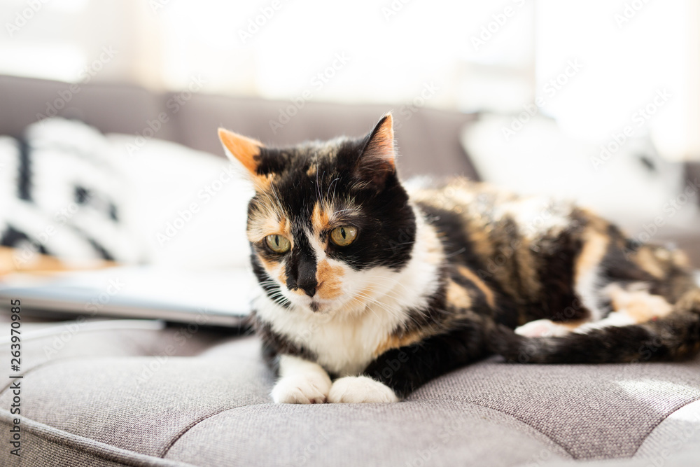 Wall mural Black and Orange Calico Cat