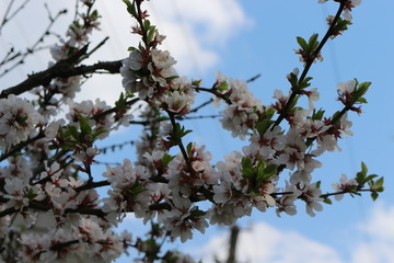 The bush bloomed gently with pink flowers on a sunny spring day. 