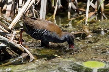Râle bleuâtre,.Rallus caerulescens, African Rail