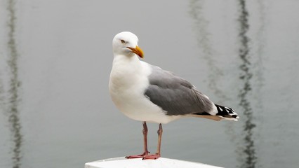 Fototapeta premium European herring gull