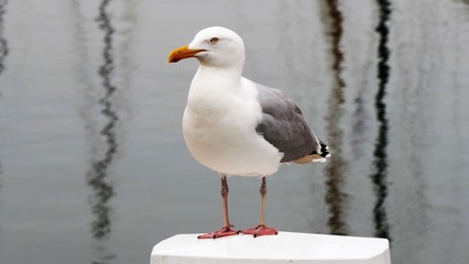 European herring gull