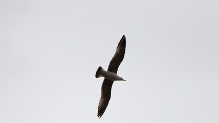 Uccelli a Verona