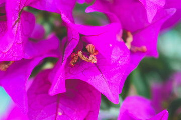 Beautiful pink petals of West Indian perwinkle with water droplets and green glossy oval leafs,...