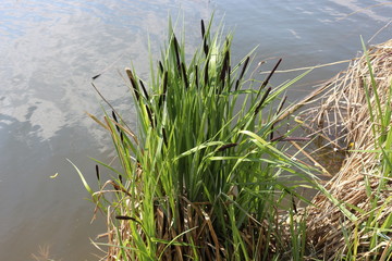 Green reeds grow on the lake in summer