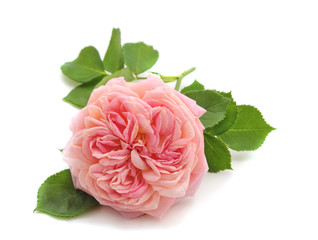 Beautiful pink roses.