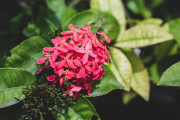 pink flowers