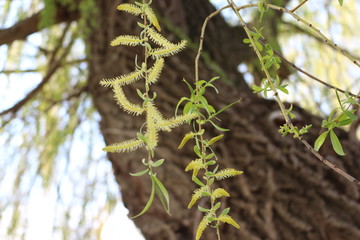  Willow blossomed in spring