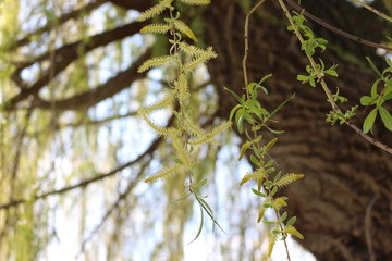  Willow blossomed in spring