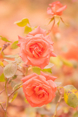 Pastel red rose Bush. Blossom few roses on flower field