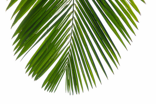 Top view part of phoenix palm leaf on corner. Isolated branch at white background