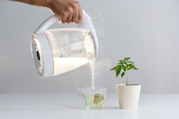 Hand pouring hot water in to glass making CBD tea.