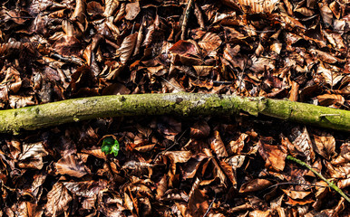 Baumstamm im Herbstlaub