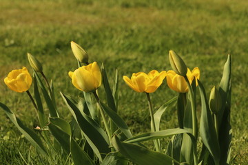 Tulpenblüte
