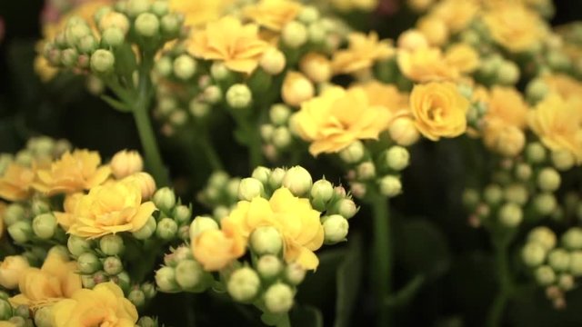 Yellow and pink kalanchoe plants with flowers and buds, Macro Close Up