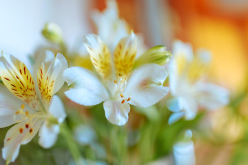 Spring flowers, delicate and fragrant flowers