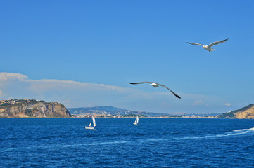 Fototapeta na wymiar Flight of seagulls over the sea of ​​Naples