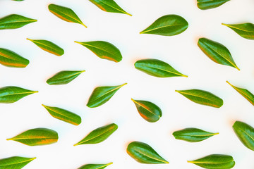 Many isolated green leaves pattern on white background. Flat lay top view texture for banner