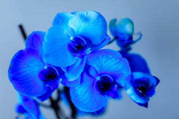Blue orchid.