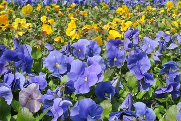 Viola flowers