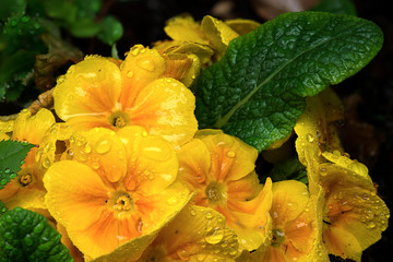 Primula gialla