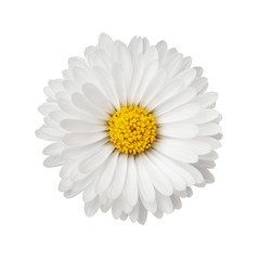 Close up of daisy flower isolated on white background
