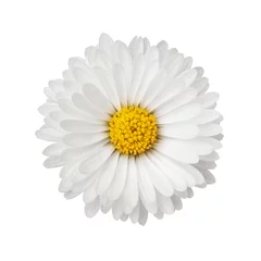 Badkamer foto achterwand Close up of daisy flower isolated on white background © rangizzz