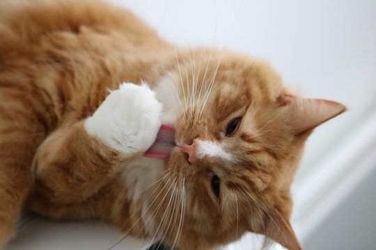 Maine coon