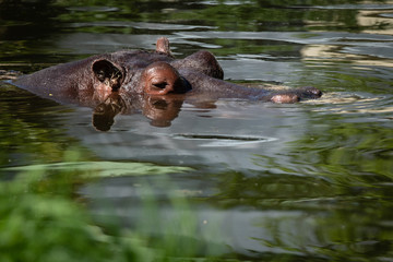 Hippopotame qui sort la tête de l'eau