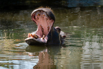 Hippopotame la gueule ouverte