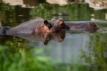 Fototapeta premium Hippopotame dans l'eau