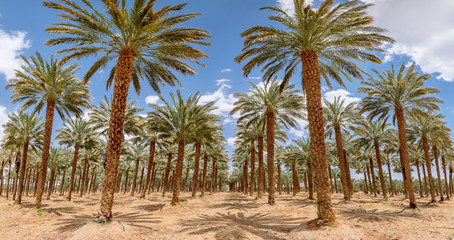 Fototapeta na wymiar Plantation of date palms. Image depicts an advanced desert agriculture industry in the Middle East