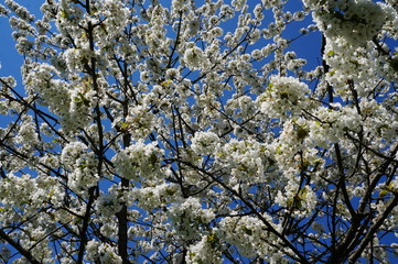 kirschblüte, lörrach