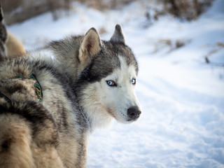 Siberian Husky Looking Back