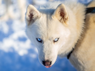 Obraz premium Serious husky sticks tongue out