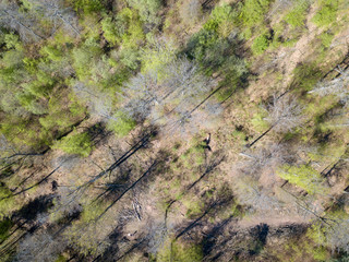 Pfalz bei Dahn im Frühling