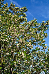 Flowering tree Robinia pseudoacacia