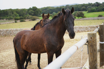 Beatiful Horses in Menorca, horses playing