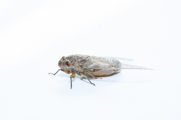 asia cicada insect isolated on white background