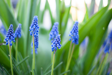 blue flowers in garden