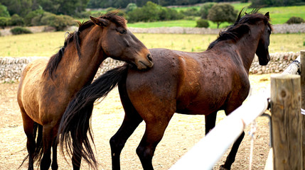 Beatiful Horses in Menorca, horses playing